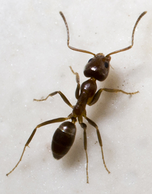 Argentine Ants | Get rid of ants!