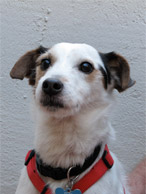 bed bug inspection dog