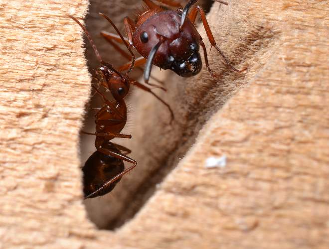 Carpenter Ants Workers | Get rid of ants!