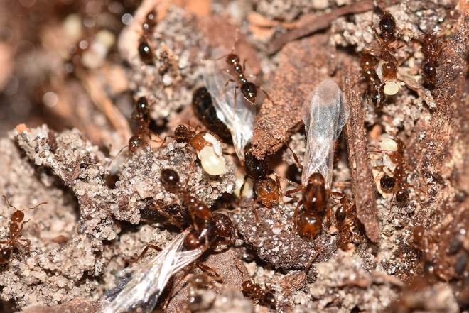 Red ants | imported fire ants | get rid of ants!