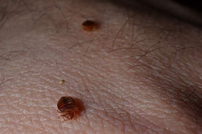 Bed bugs and fecal spotting on skin.
