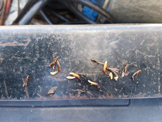 Drywood termite alates