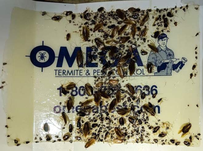 Monitor glue board with hundreds of roaches.