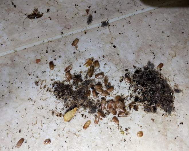 Smaller cockroach infestation
