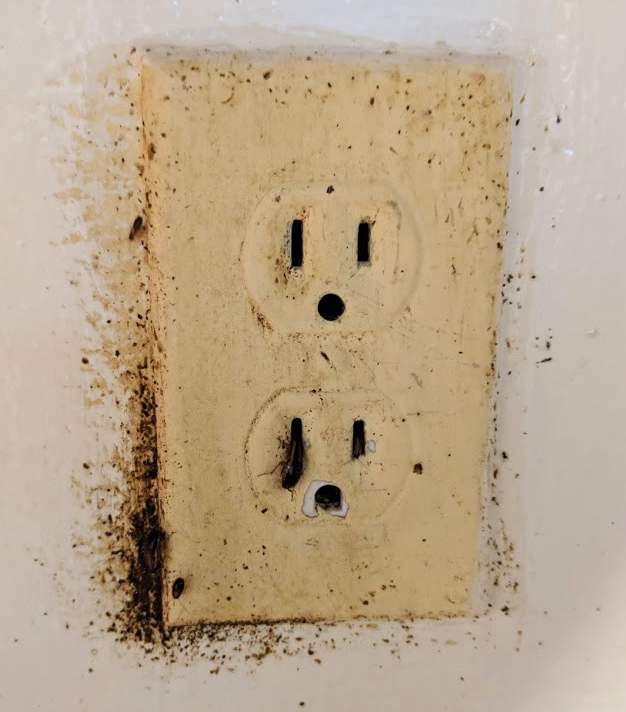 Fecal spotting and cockroaches living in an electrical outlet.