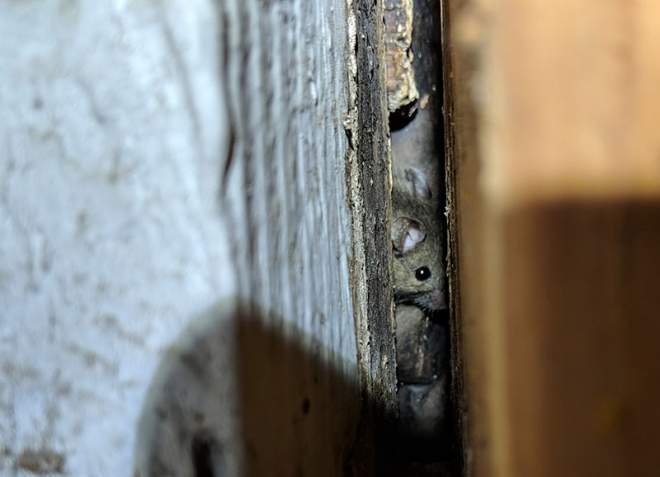 Family of rats in your home - stealthy roommates!