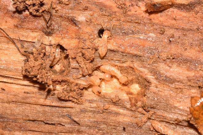 Termites in wood.