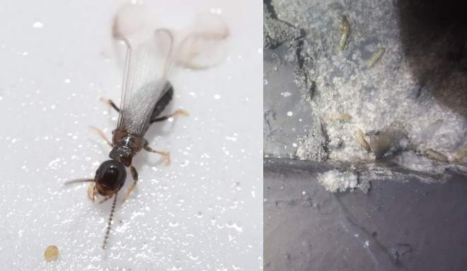 Subterranean termite alate | Subterranean Termites in a crawl space.