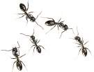 Get rid of ants