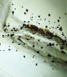 Bed bugs